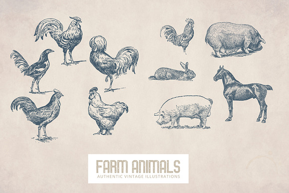 55 Vintage Farm Animals in Illustrations - product preview 2