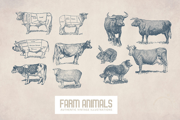 55 Vintage Farm Animals in Illustrations - product preview 3