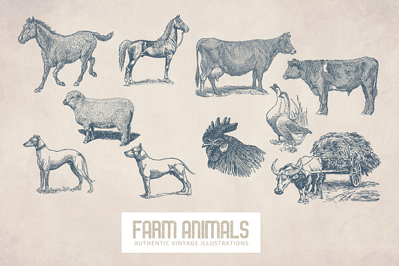 55 Vintage Farm Animals in Illustrations - product preview 4