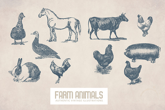 55 Vintage Farm Animals in Illustrations - product preview 5