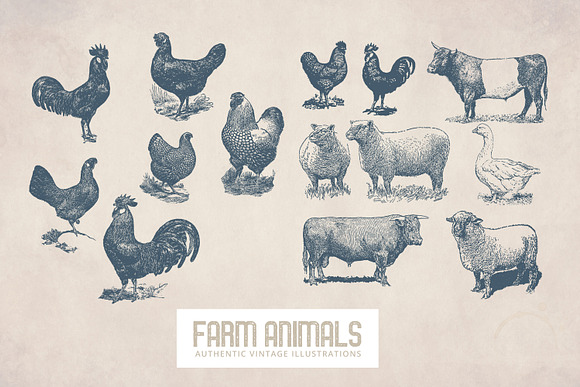 55 Vintage Farm Animals in Illustrations - product preview 6