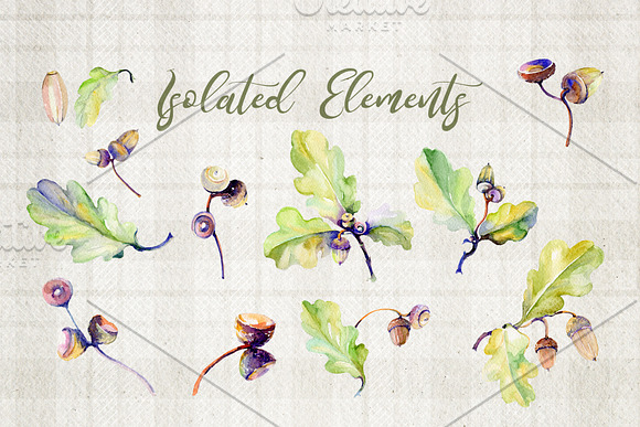 Forest acorn PNG watercolor set in Illustrations - product preview 1