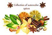 collection of watercolor spices