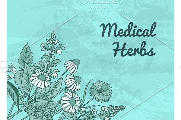 Vector hand drawn medical herbs