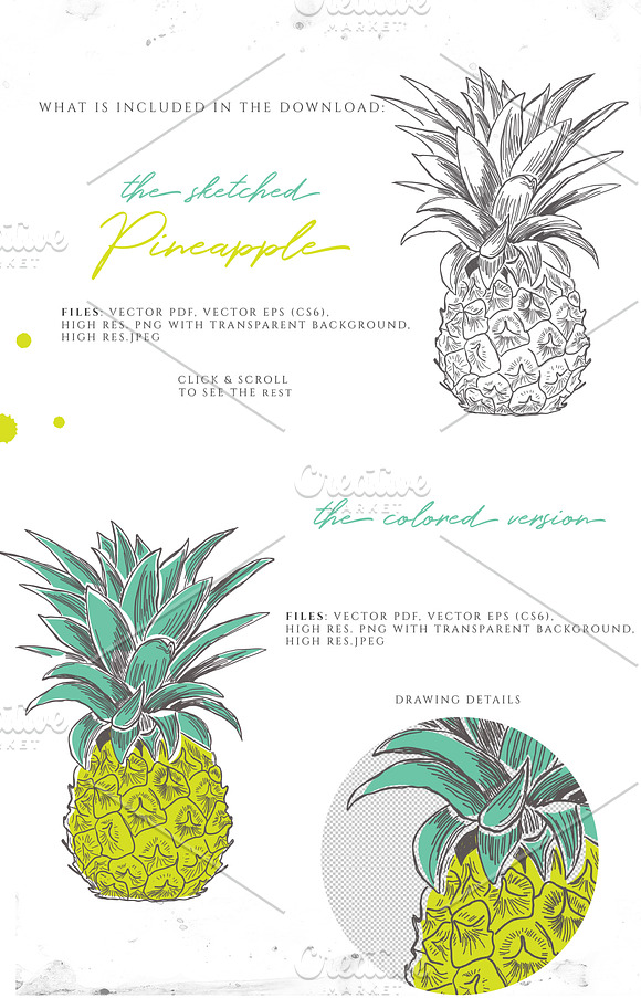 PINEAPPLE hand-sketched plus colors in Illustrations - product preview 1