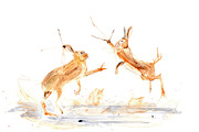Watercolor Boxing Hares