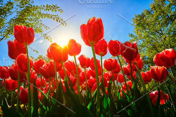 Blooming tulips against blue sky low