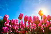 Blooming tulips against blue sky low