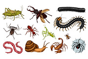 Big set of insects. Vintage