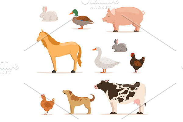 Different domestic animals on farm