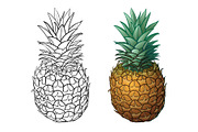 Hand drawn pineapple plus color