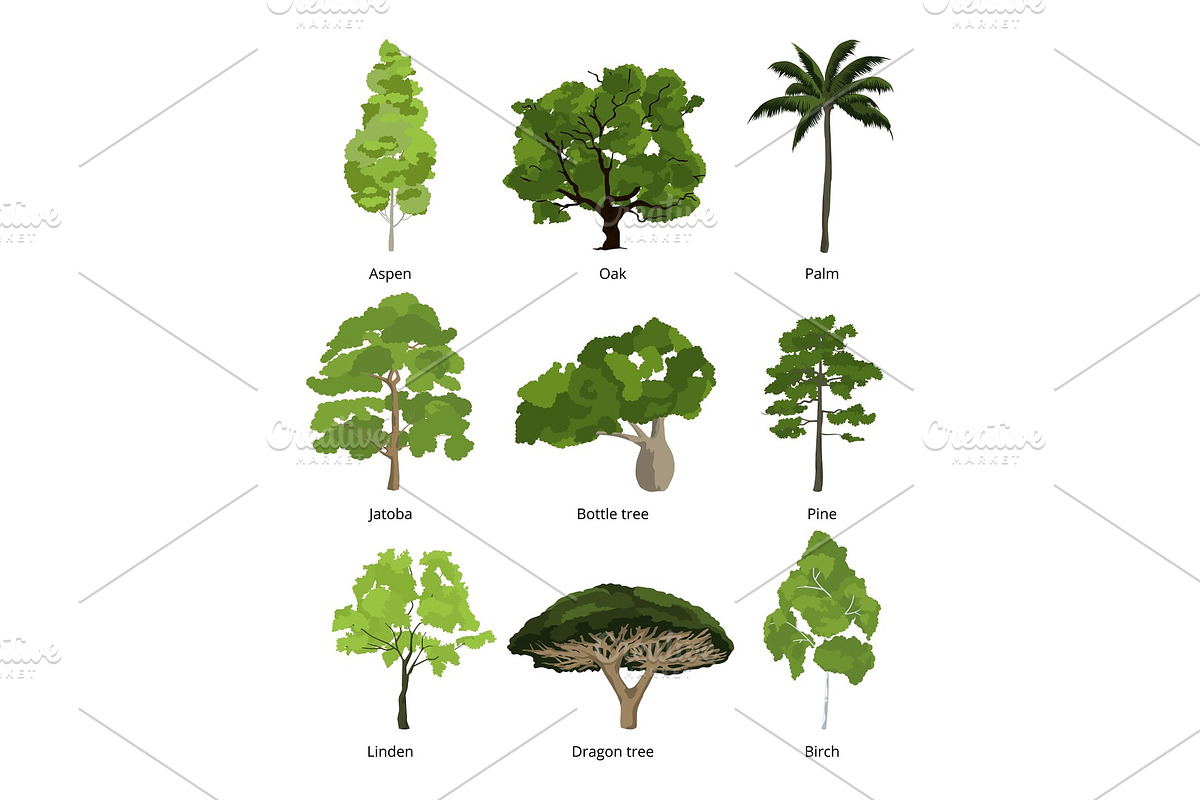 Different trees vector collection in Graphics - product preview 8