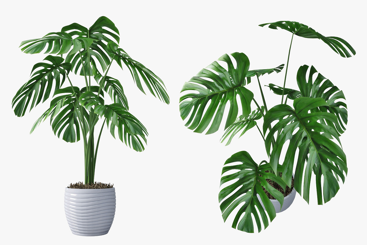 monstera 05 in Nature - product preview 8