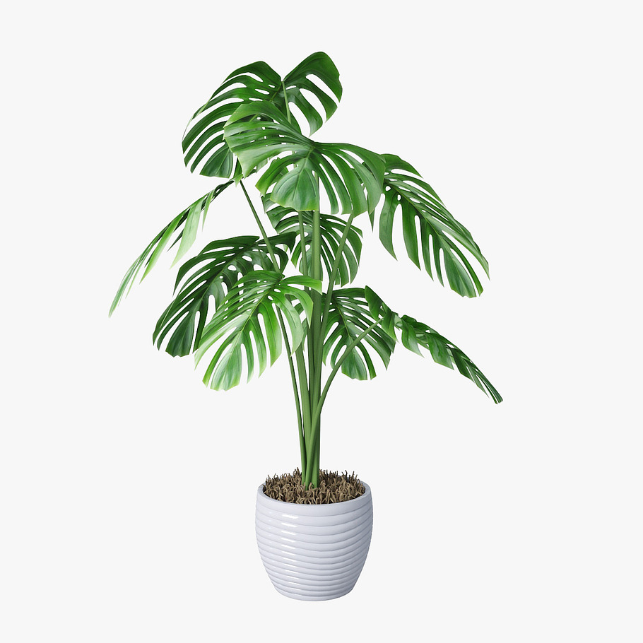 monstera 05 in Nature - product preview 1
