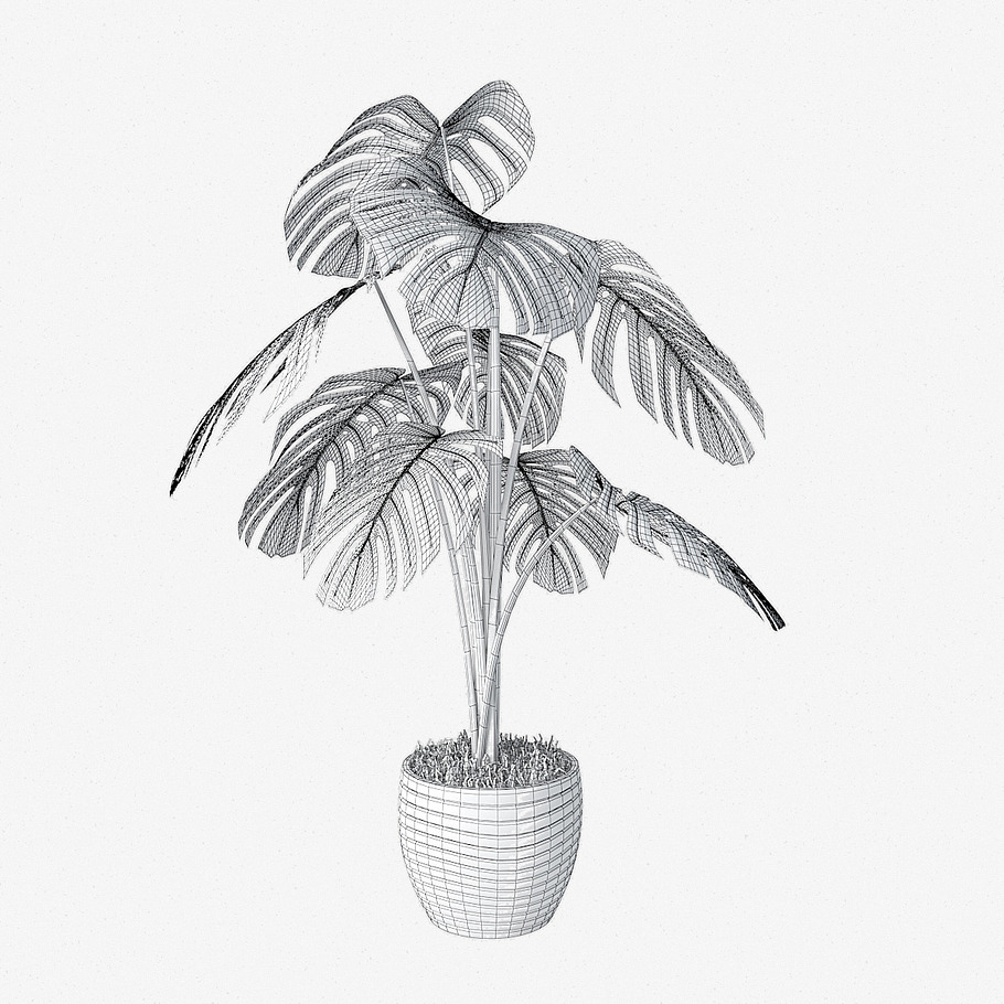 monstera 05 in Nature - product preview 2