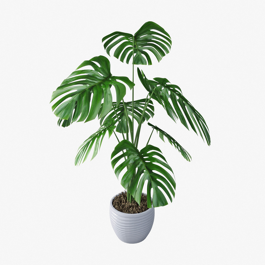 monstera 05 in Nature - product preview 3