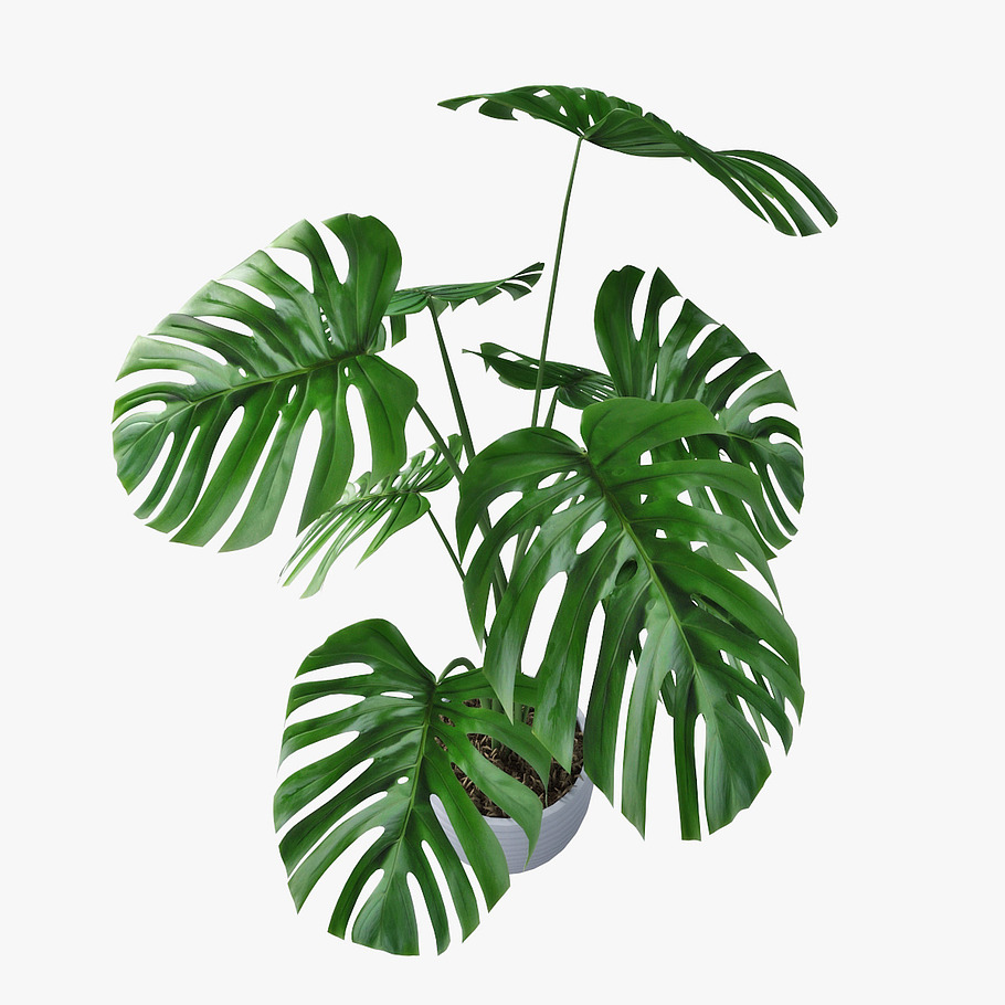 monstera 05 in Nature - product preview 4