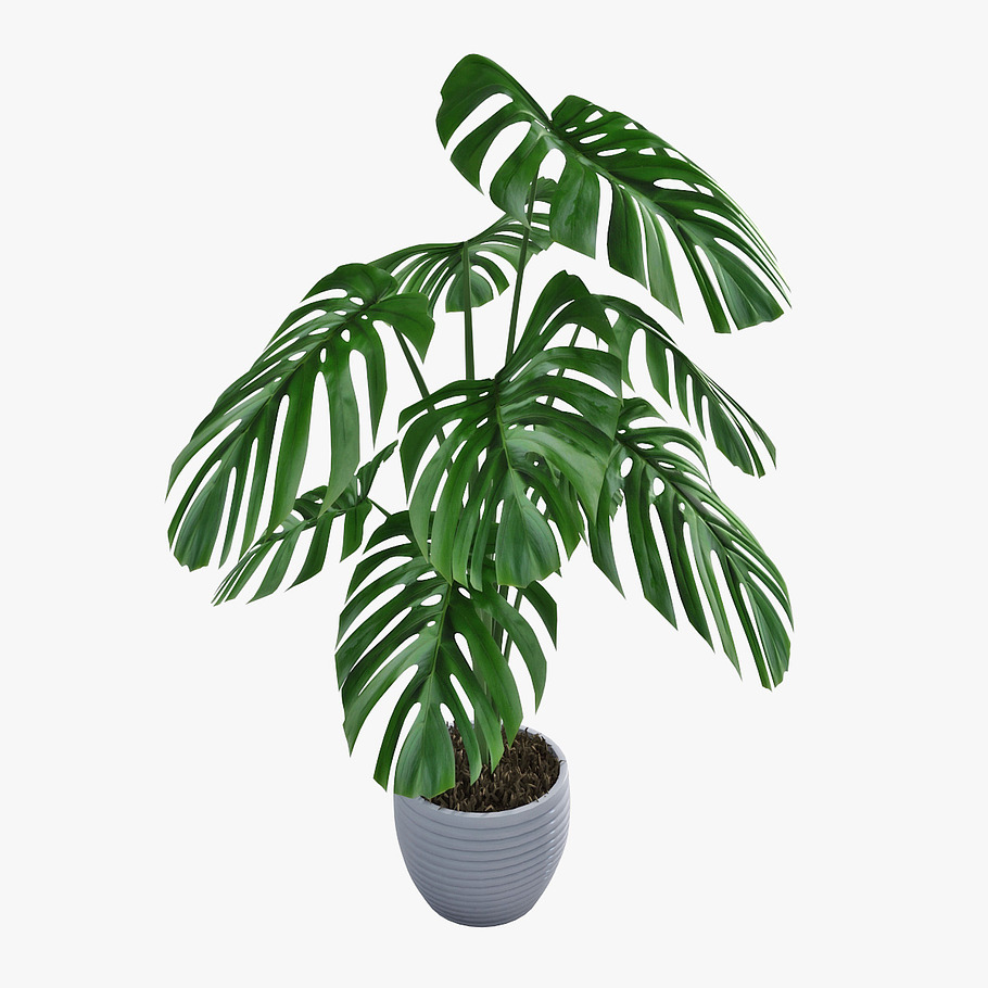 monstera 05 in Nature - product preview 5