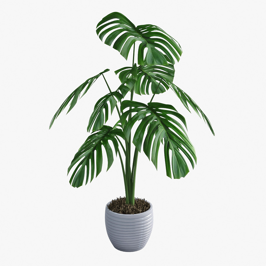 monstera 05 in Nature - product preview 6