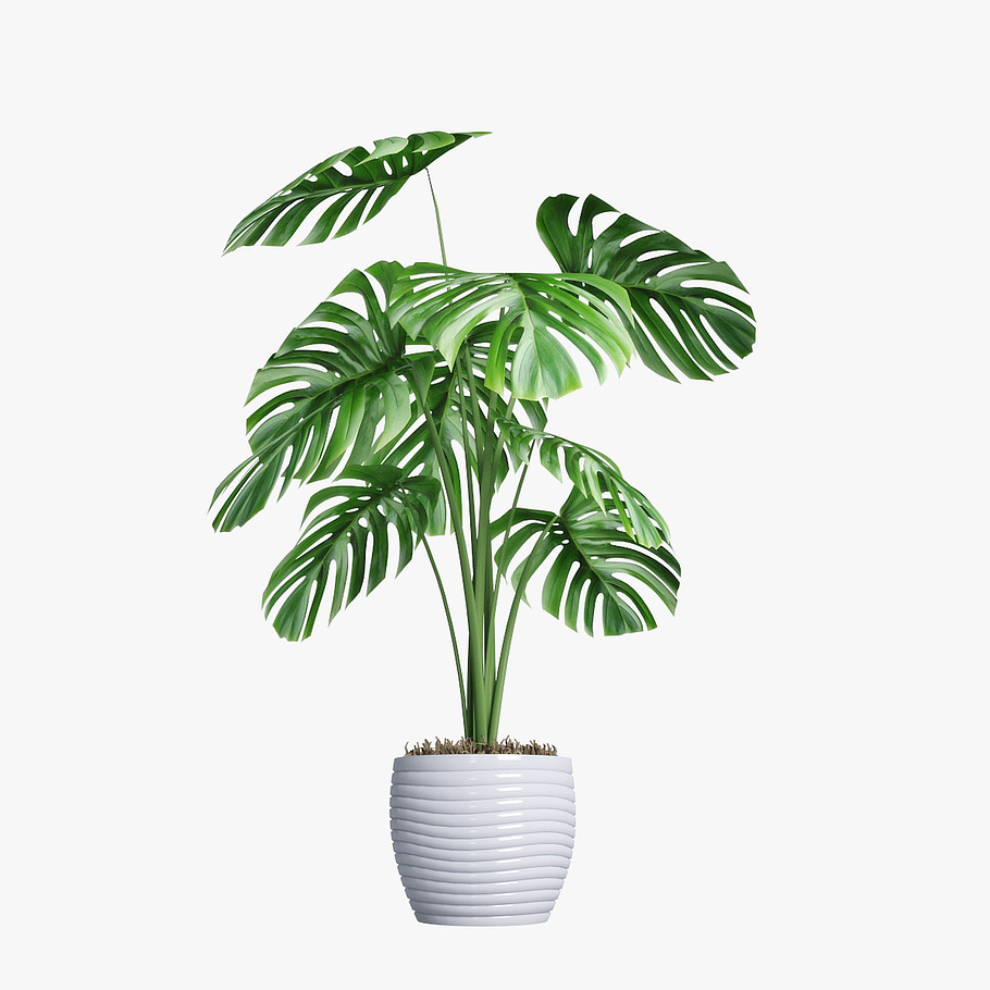 monstera 05 in Nature - product preview 7