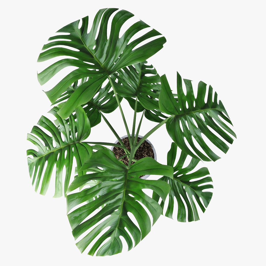 monstera 05 in Nature - product preview 8