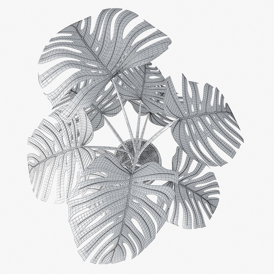 monstera 05 in Nature - product preview 9