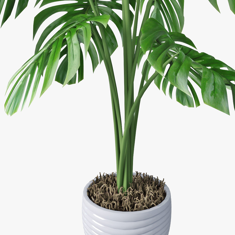 monstera 05 in Nature - product preview 10