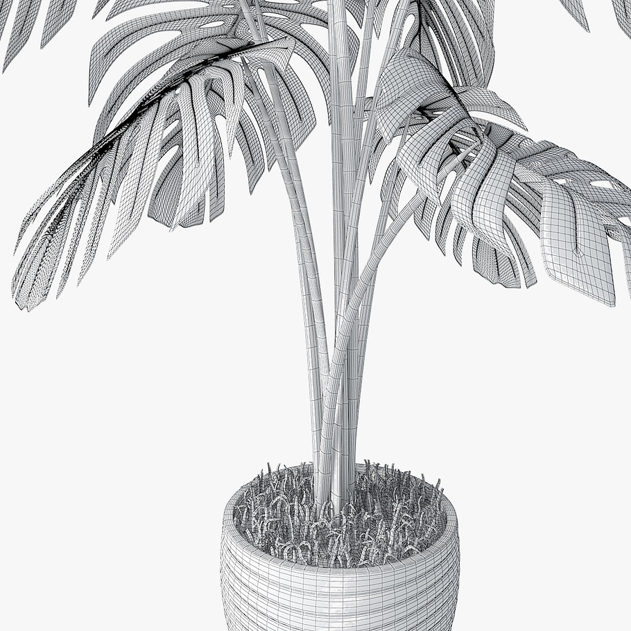 monstera 05 in Nature - product preview 13