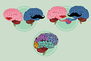 Brain concepts