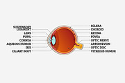 Human Eye Cross-Section