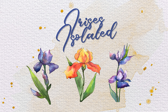 Orange and purple irises PNG set in Illustrations - product preview 4