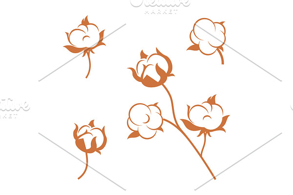 Set of cotton plant flowers isolated