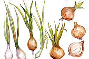 Onion vegetables PNG watercolor set
