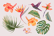 Tropical botanical illustrations