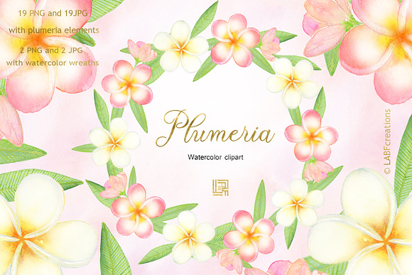 Plumeria Tropical flowers clipart in Illustrations - product preview 2