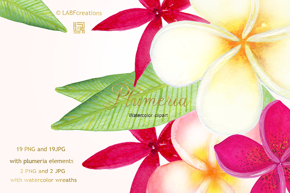 Plumeria Tropical flowers clipart in Illustrations - product preview 3
