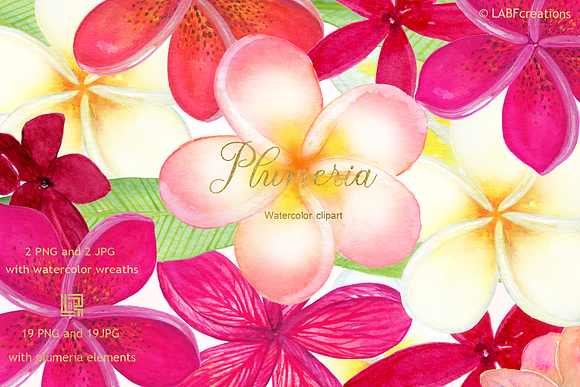 Plumeria Tropical flowers clipart in Illustrations - product preview 4