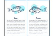 Bass and Bream Fish Posters Vector