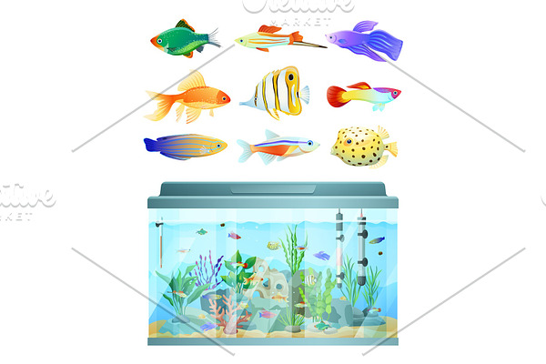 Huge Aquarium and Various Fishes Set