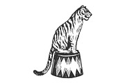 Circus tiger animal engraving vector