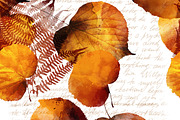 autumn lost letters | JPEG