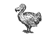 Dodo bird animal engraving vector