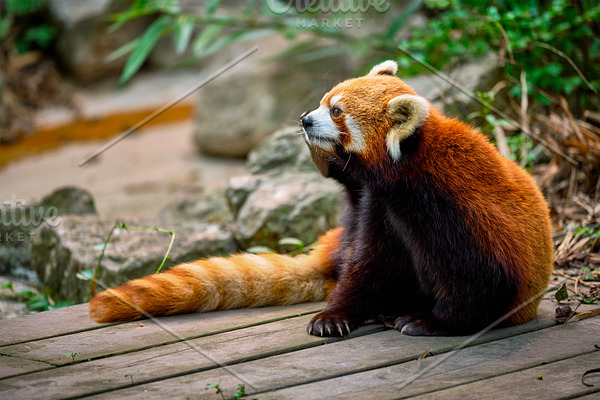 Red panda (lesser panda)