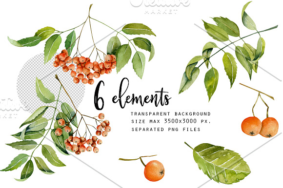 Rowan tree. Watercolor clip art. in Illustrations - product preview 1