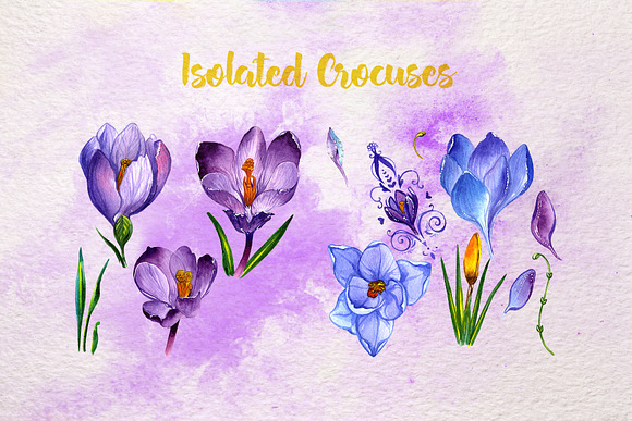 Blue and purple crocuses PNG set in Illustrations - product preview 4