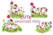 Cute Miniature Pigs