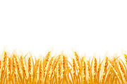 Gold wheat field. Vector
