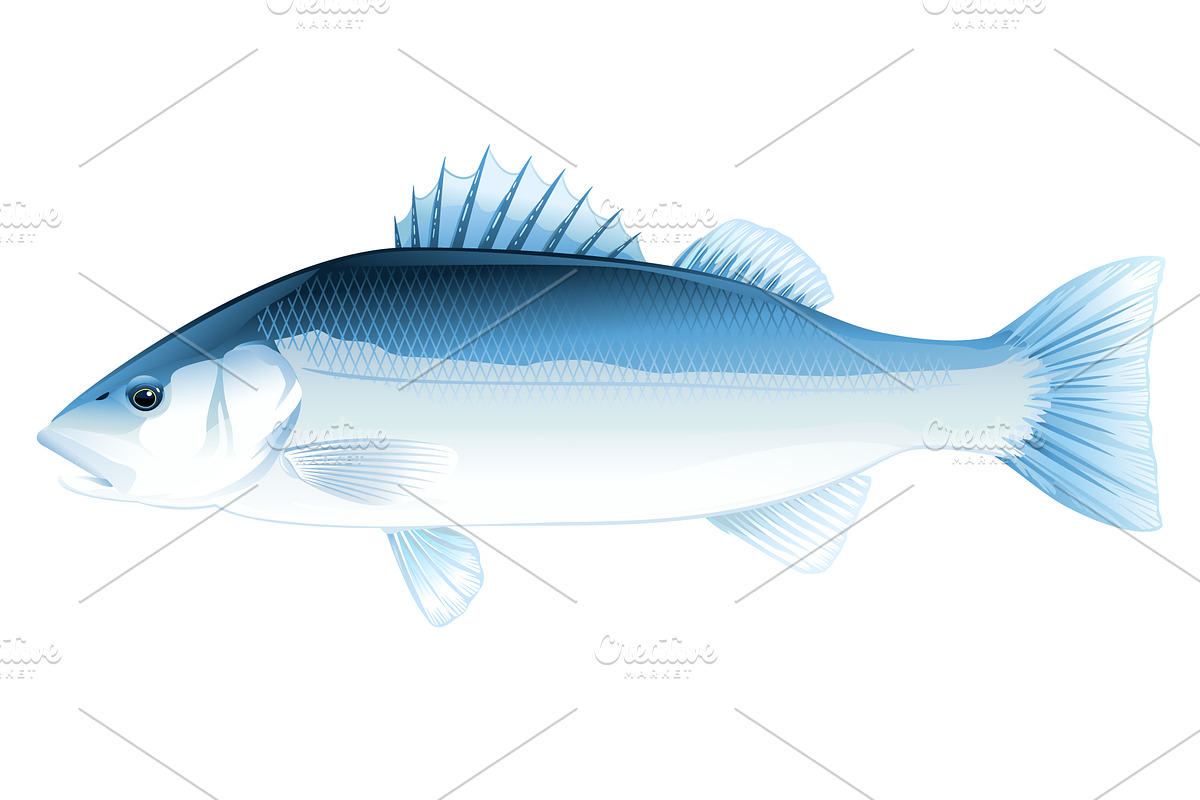 Sea Bass Fish in Illustrations - product preview 8