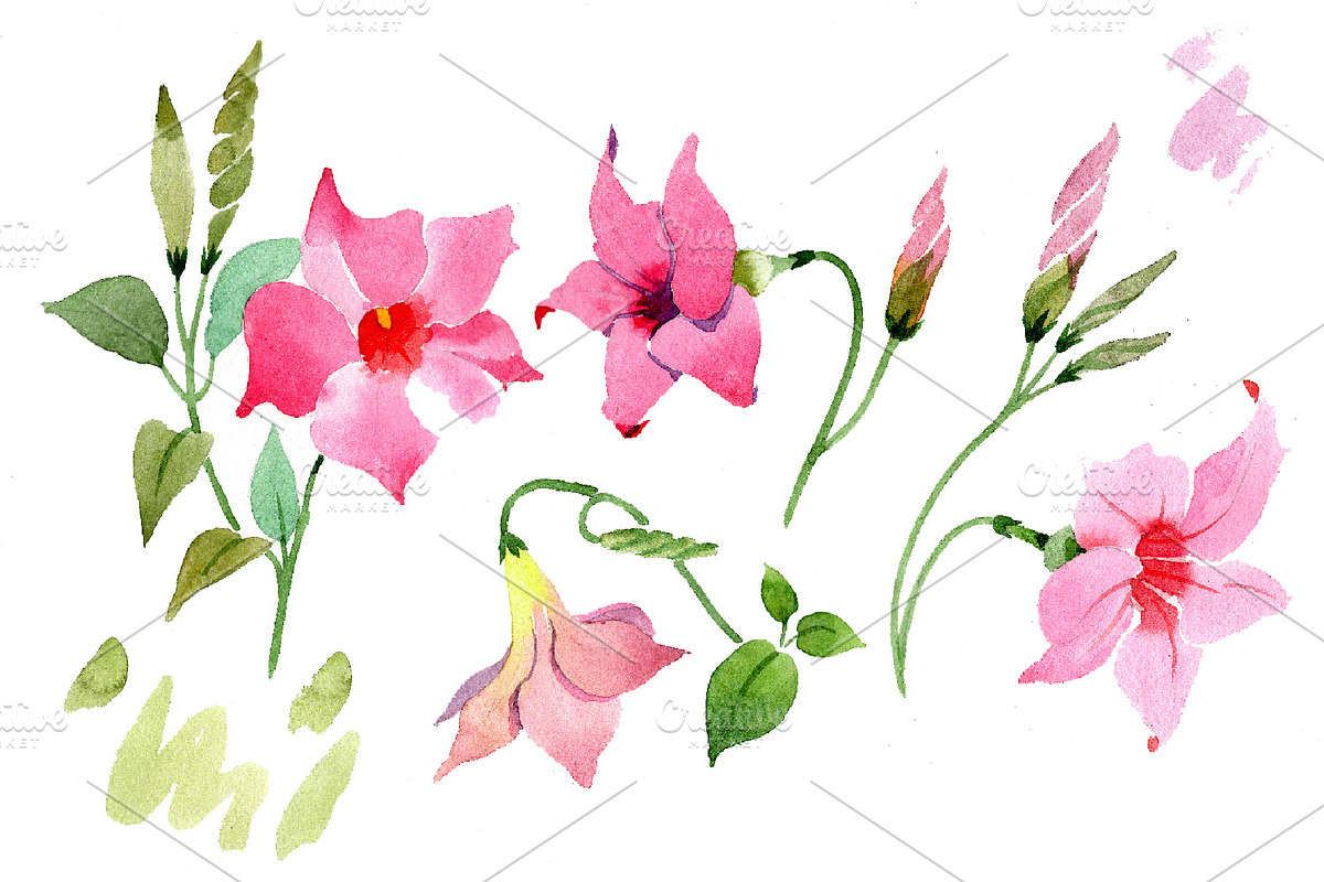 Wildflower pink dipladies PNG set in Illustrations - product preview 8