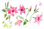 Wildflower pink dipladies PNG set